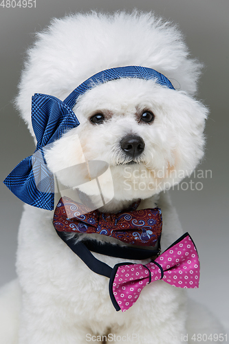 Image of beautiful bichon frisee dog in bowties