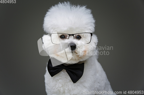 Image of beautiful bichon frisee dog in bowtie and glasses