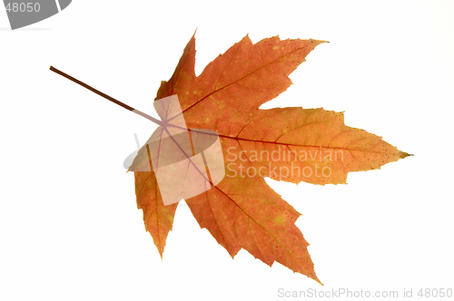 Image of Maple Leaf Isolated