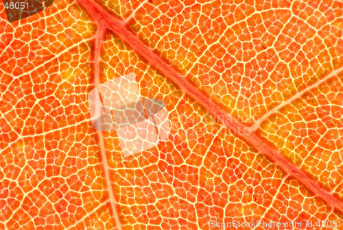 Image of Maple Leaf Macro