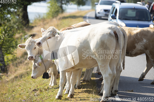 Image of Livestock