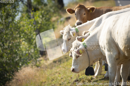 Image of Livestock