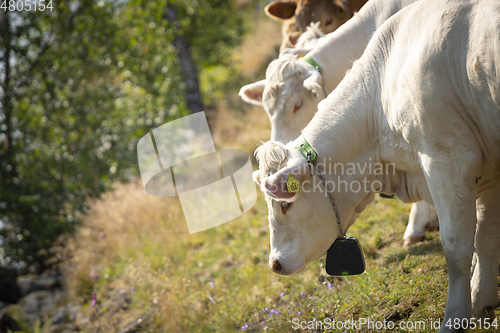 Image of Livestock