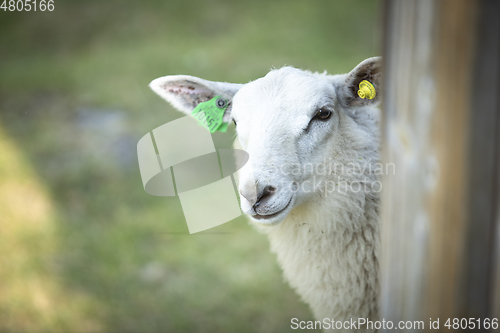 Image of Sheep at Norwegian Farm