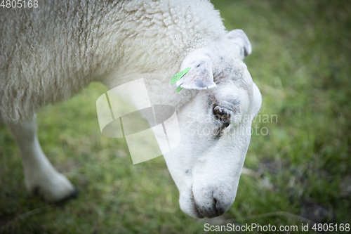 Image of Sheep at Norwegian Farm