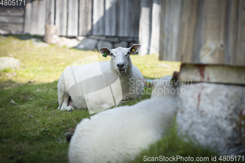 Image of Sheep at Norwegian Farm