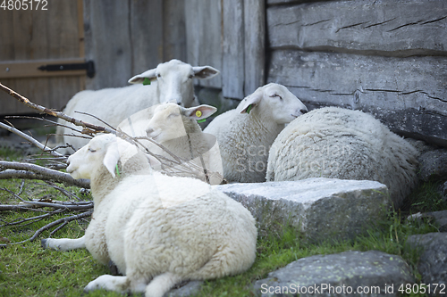 Image of Sheep at Norwegian Farm