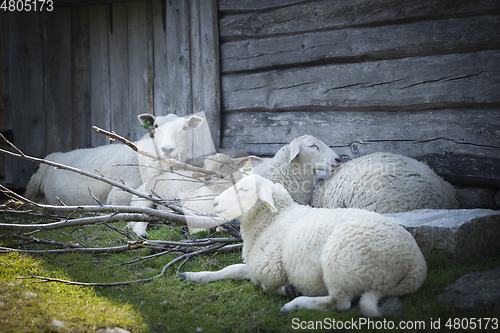 Image of Sheep at Norwegian Farm