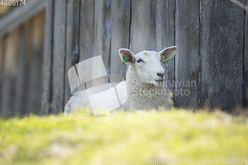 Image of Sheep at Norwegian Farm