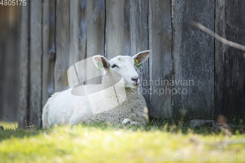 Image of Sheep at Norwegian Farm