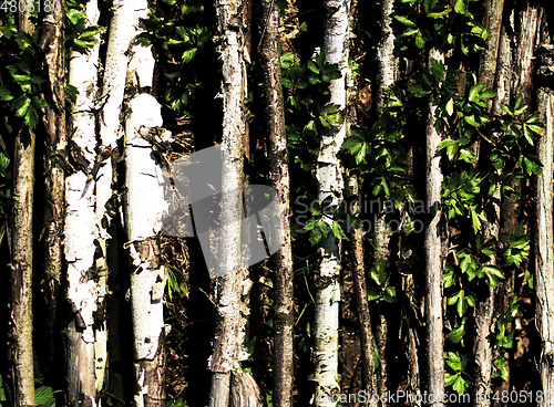 Image of Background of Birch Trunks with Leaves