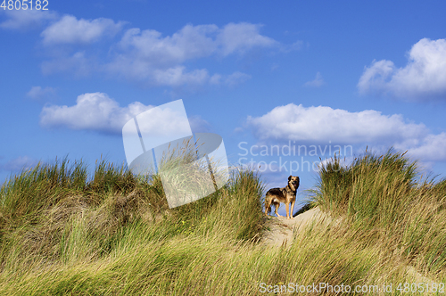Image of Cute Dog between Sand Dunes