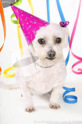 Image of Party Pooch