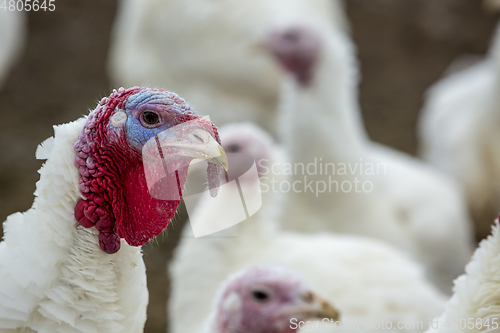 Image of Turkey-poult