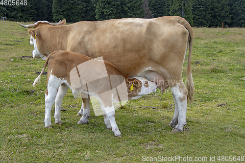 Image of Brown cow and calf suckling in the meadow