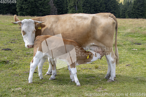 Image of Brown cow and calf suckling in the meadow