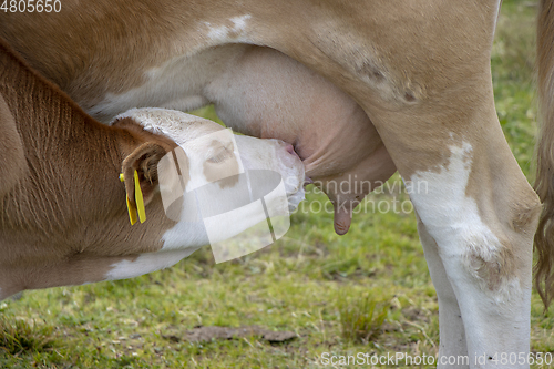 Image of Brown cow and calf suckling in the meadow