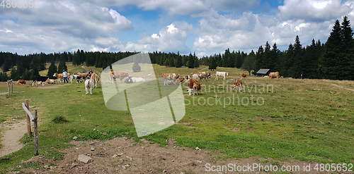 Image of Group cows in the meadow graze the grass