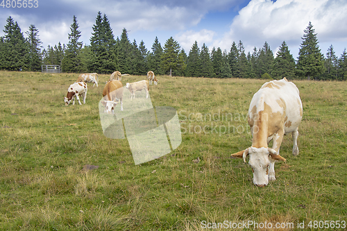 Image of Group cows in the meadow graze the grass