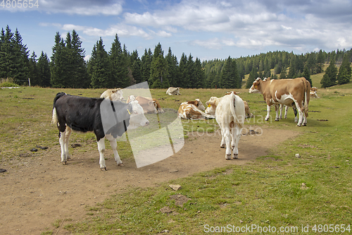 Image of Group cows in the meadow graze the grass