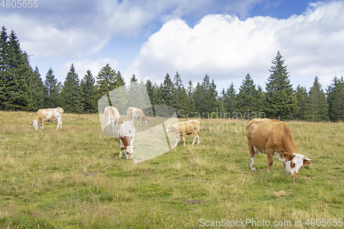 Image of Group cows in the meadow graze the grass