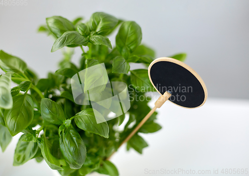 Image of close up of basil herb with name plate in pot