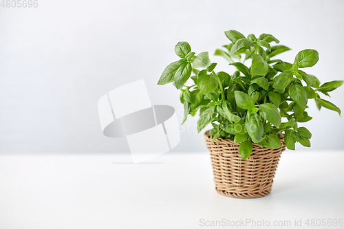 Image of green basil herb in wicker basket on table