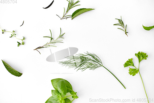 Image of greens, spices or herbs on white background