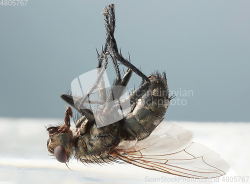 Image of dead fly macro