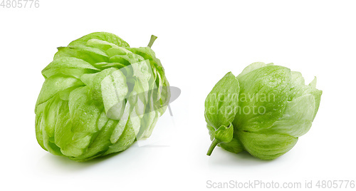 Image of hop plant cones macro