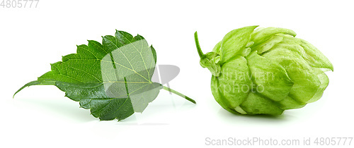 Image of hop plant cone and leaf macro