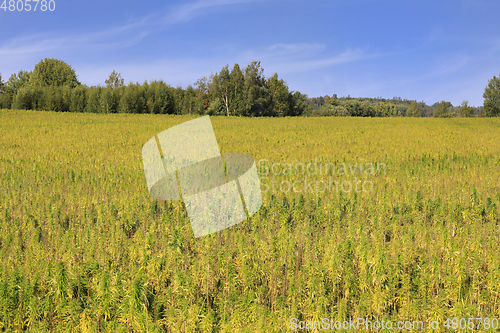 Image of Industrial Hemp, Cannabis Sativa, in Early Autumn