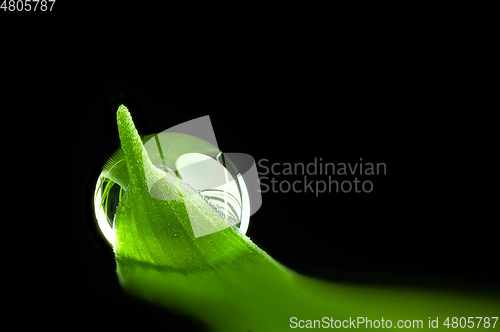 Image of green leaf with water drop