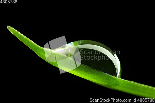 Image of green leaf with water drop