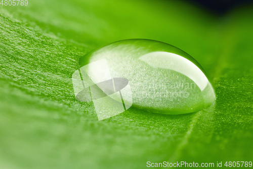 Image of green leaf with water drop