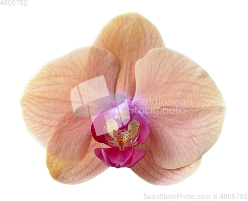 Image of beautiful orchidea flower macro