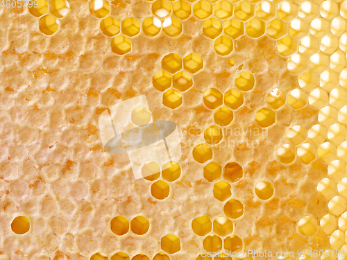 Image of fresh honey combs