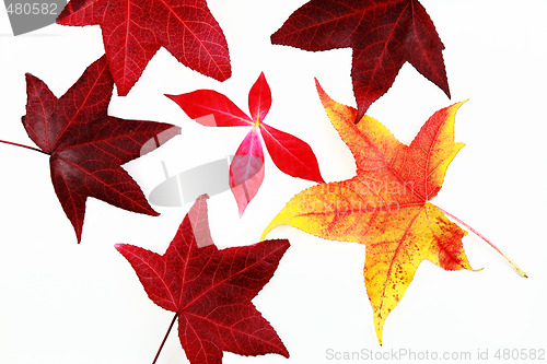 Image of Autumn leaves 