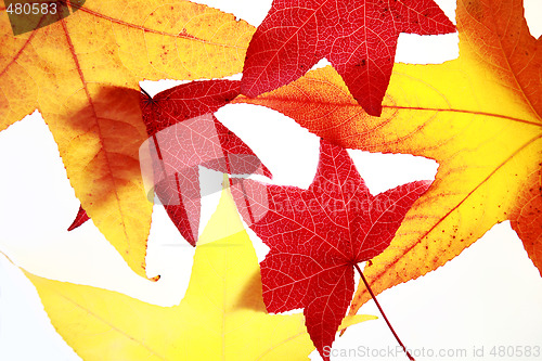 Image of Autumn leaves 