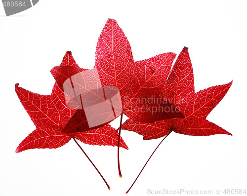 Image of Autumn leaves 