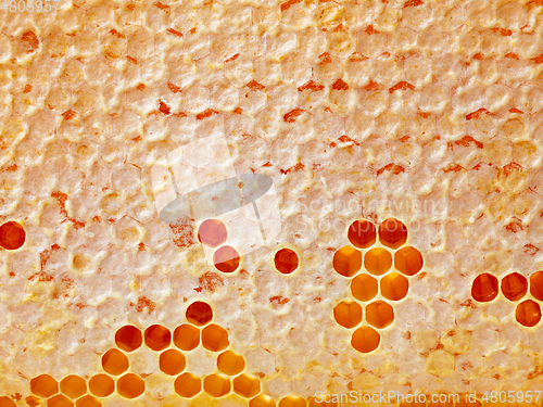 Image of fresh honey combs