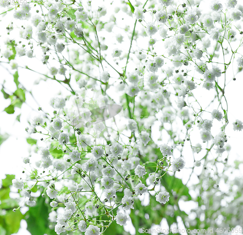 Image of small white flowers background