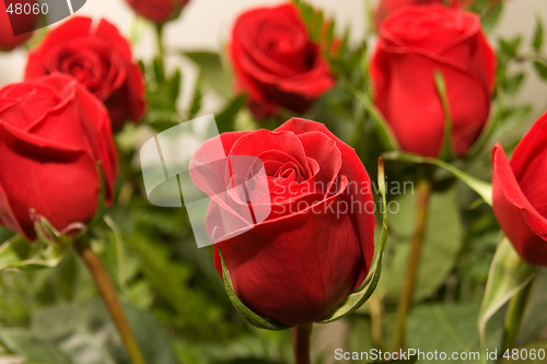 Image of flowers rose 07