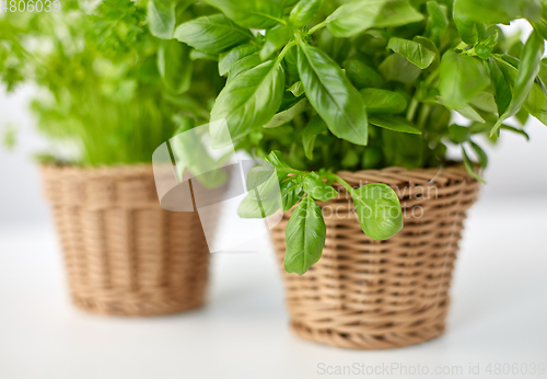 Image of close up of green basil herb in wicker basket