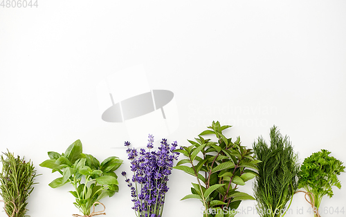 Image of greens, spices or medicinal herbs on white