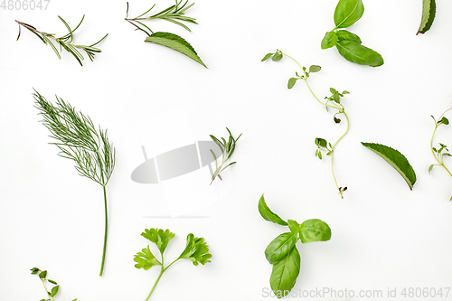 Image of greens, spices or herbs on white background