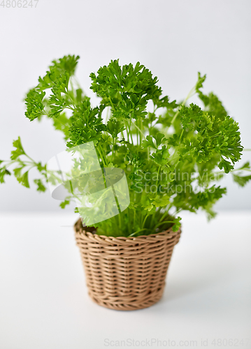 Image of green parsley herb in wicker basket on table