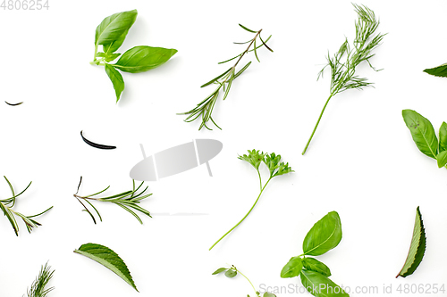 Image of greens, spices or herbs on white background