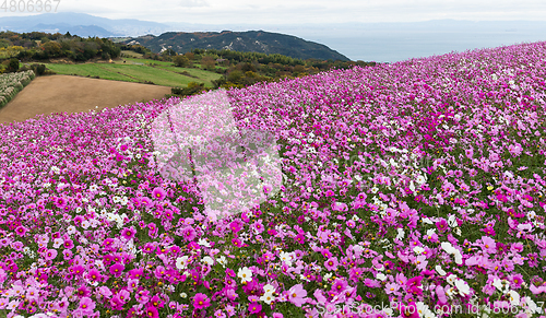 Image of Cosmos flower