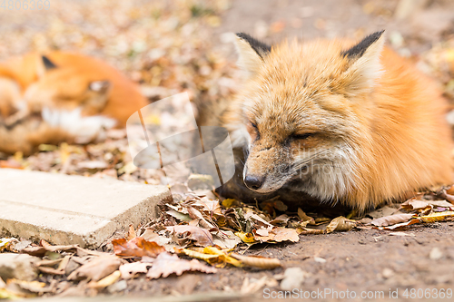 Image of Sleepy red fox